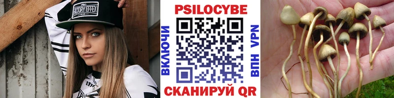 Псилоцибиновые грибы Psilocybe  Дубна 
